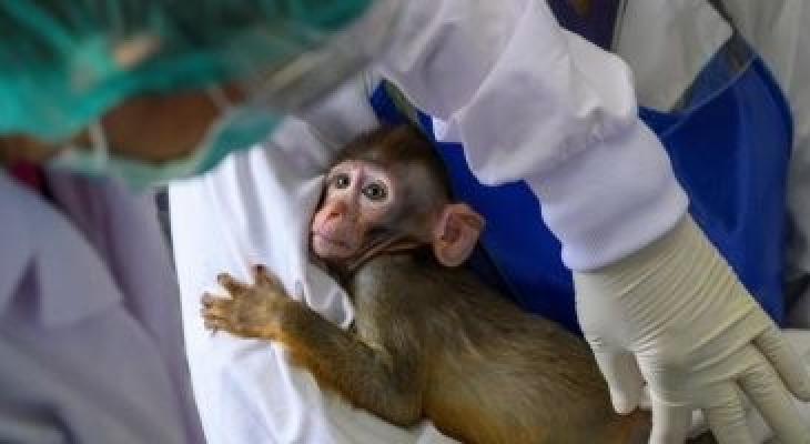 زراعة جينات بشرية في مخ القرود