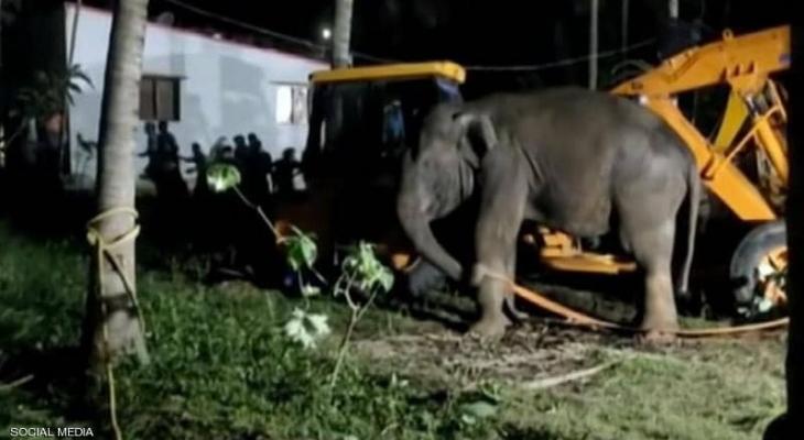 بالفيديو: إنقاذ فيل سقط في "مكان غريب"