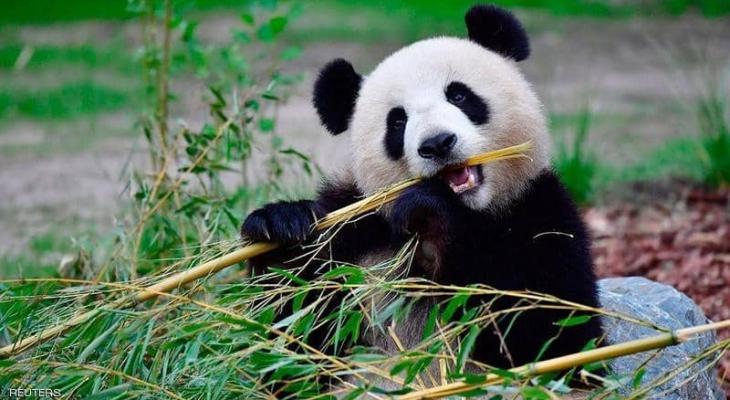 "معجزة صغيرة" في حديقة حيوان أميركية.. مصدرها الصين