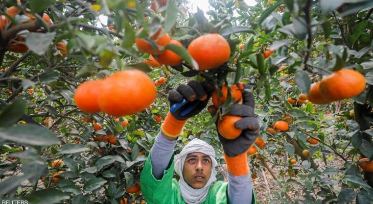 مصر: تتربع على عرش صادرات البرتقال في العالم