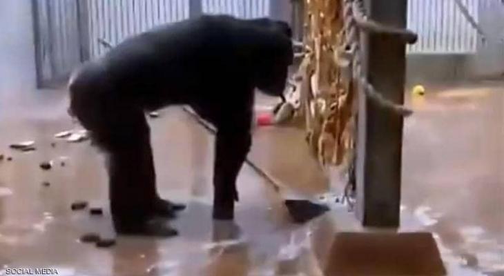 بالفيديو: مشهد مذهل "شمبانزي" ينظف قفصه بالمكنسة "مثل المحترفين"