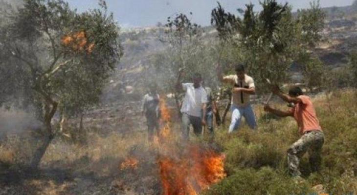 مستوطنون يحرقون مئات أشجار الزيتون بمسافر يطا جنوب الخليل.jpg