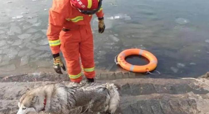 إنقاذ كلب هاسكى عالق فى بحيرة نصف مجمدة بعد "التمسك" بعوامة نجاة.