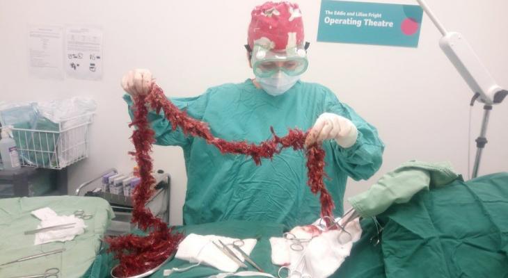 كلب يبتلع شريطاً ملوّناً من زينة عيد الميلاد… وعملية جراحية طارئة تنقذ حياته