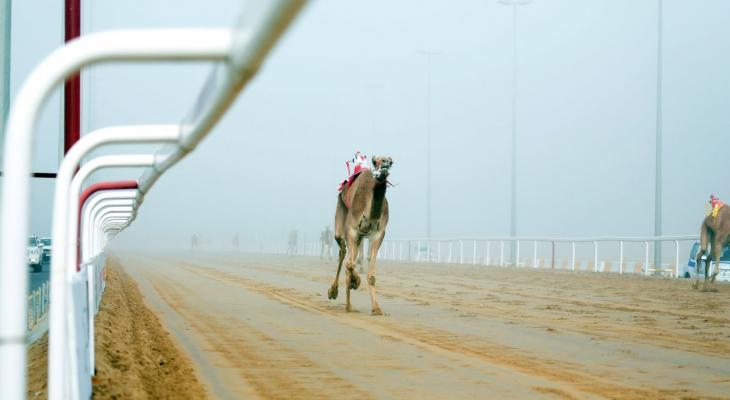 سباق الهجن قناة الريان.jpg