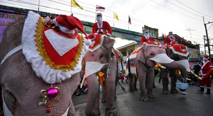 أفيال توزع هدايا الكريسماس في تايلاند