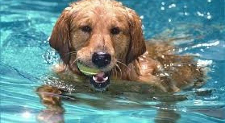 بالفيديو | جرو جريء ينقذ "كلبا أعمى" من الغرق في حمام سباحة
