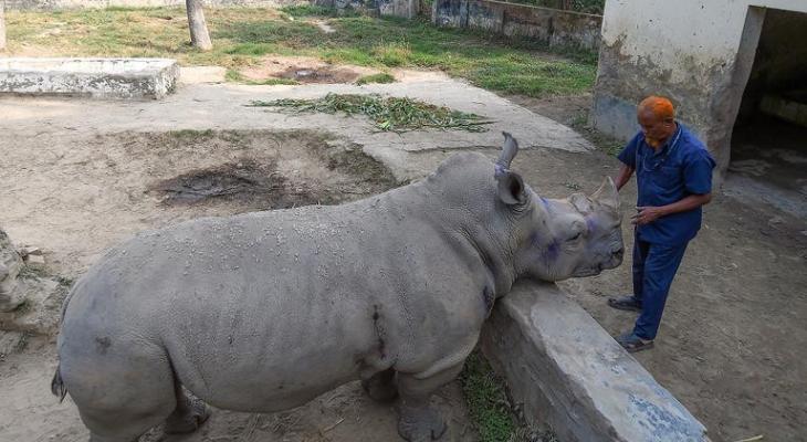 أنثى وحيد قرن ببنجلاديش تبحث عن رفيق منذ 7 أعوام