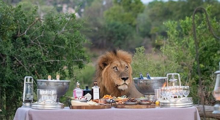 صور: زوار حديقة بجنوب إفريقيا يفاجأون بـ"أسد" يشاركهم مائدة الطعام.