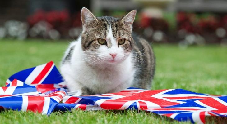 صور: القط "لارى" يحتفل غدا بمرور عقد على توليه منصبا رسميا بمقر الحكومة البريطانية