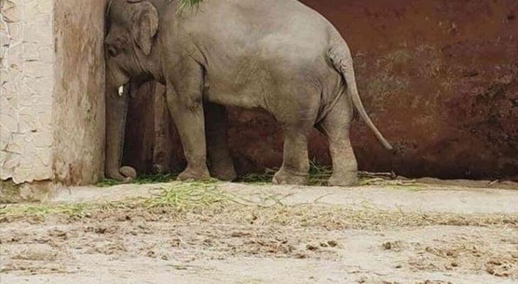 "الفيل الأكثر وحدة بالعالم" ينقذ حديقته السابقة فى باكستان بــ7.5 مليون دولار
