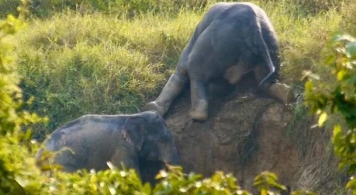 فيلان يساعدان بعضهما للخروج من حفرة بتايلاند