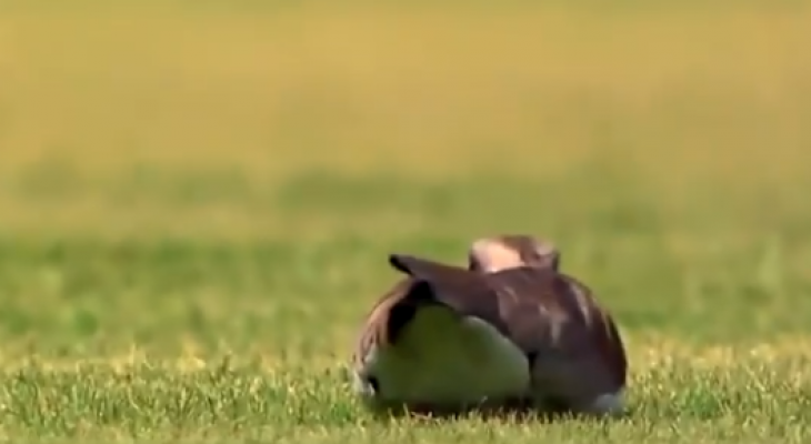 شاهدوا: طائر يقتحم مباراة بالدورى البرازيلى ويضع بيضة داخل أرضية الملعب.