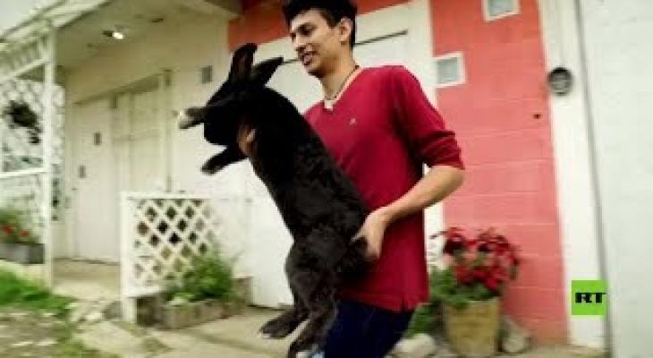 طبيب مكسيكى يربى أرانب عملاقة لاستخدامها فى دراسات طبية