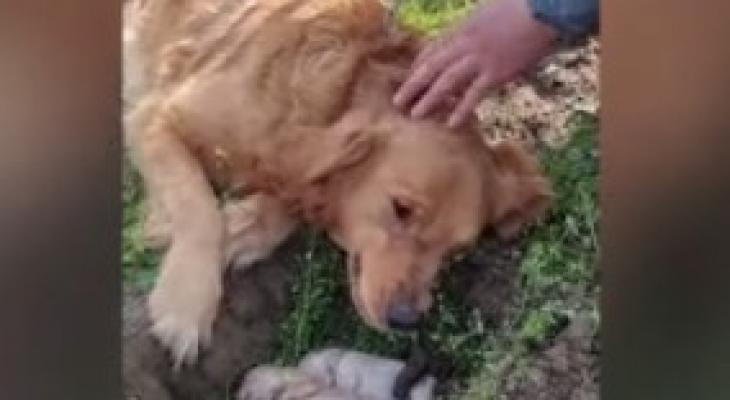 فيديو: كلبة تبكى أثناء الحفر لدفن جرائها بعد وفاتهما