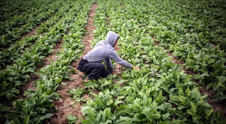الزراعة بغزة تحذر من اقتراب السلة الغذائية إلى حافة الخطر