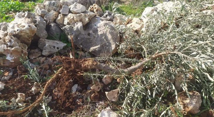 مستوطنون يقطعون 80 شجرة زيتون شمال شرق رام الله