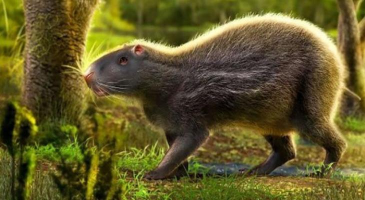 شاهدوا | اكتشاف 3 أنواع من "الفئران العملاقة" هل كانت طعاما للإنسان؟