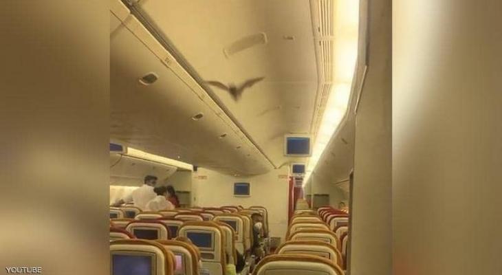 بالفيديو | خفاش يثير الذعر في "طائرة هندية" ويجبرها على العودة