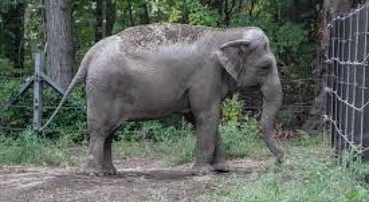 رفع قضية نيابة عن فيل لحصوله على الحرية الجسدية