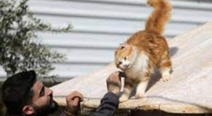 مأوى حيوانات يطلق 1000 قطة برية لمواجهة غزو الفئران فى شيكاغو