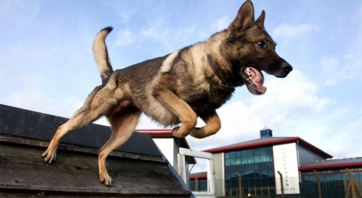 شاهدوا | تدريب "الكلاب العسكرية" في الجيش الصيني