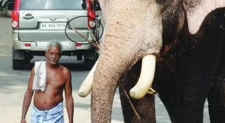 فيل يودع مدربه ويشارك فى مراسم جنازته بعد صداقة 25 عامًا