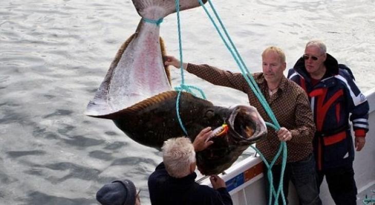 تاجر بريطانى يبيع سمكة وزنها 77 كيلو ويستعين بـ4 رجال لنقلها