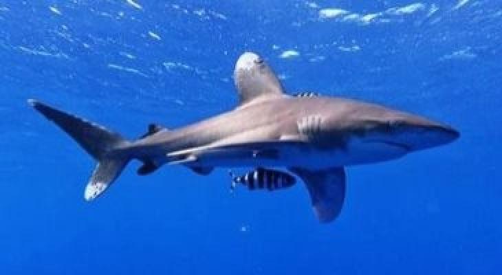 دراسة تكشف عن تاريخ أول حادثة قتل إنسان على يد سمك القرش