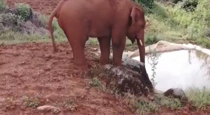 فيل يخوض رحلة برية بمفرده فى غابات الصين