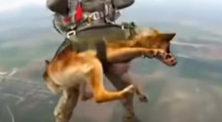 روسيا تدرب الكلاب على القفز بالمظلات من ارتفاع 4 آلاف متر