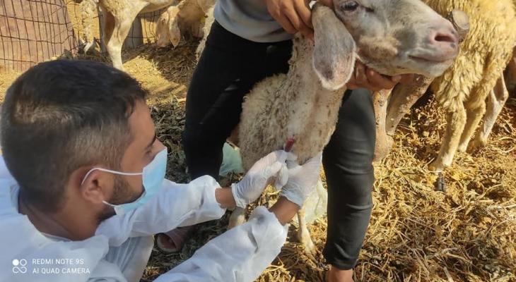 شاهد.. الزراعة بغزة تستعد لإطلاق حملة ضد مرض "الحمى المالطية"