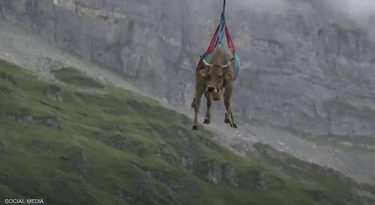 بالفيديو: أبقار طائرة في "سويسرا" ومزارع يكشف سر المشهد الغريب