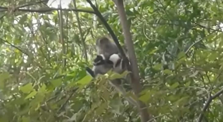 بالفيديو: قرد يخطف جروا صغيرا أعلى شجرة لمدة 3 أيام فى ماليزيا