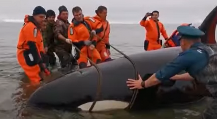 إنقاذ رضيع حوت أوركا القاتل من الموت باستخدام الحبال على شواطئ روسيا
