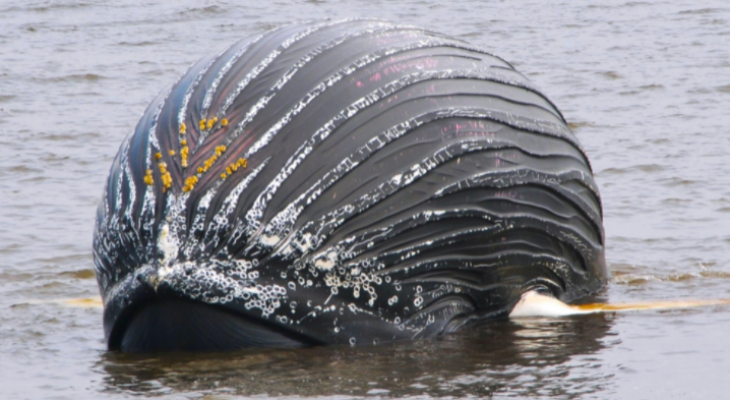 انجراف حوت أحدب نافق طوله أكثر من 12 مترا إلى شواطئ نيويورك