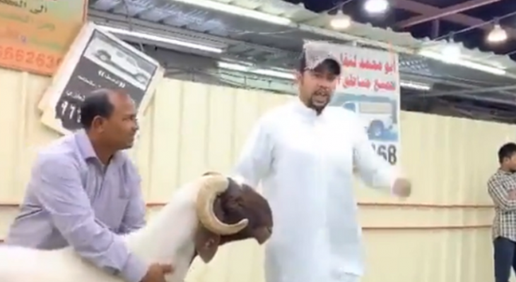 بالفيديو: مواطن كويتي بيع "خروف" مقابل 200 ألف دولار