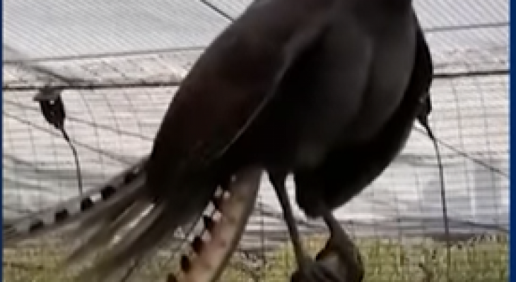 طائر فى حديقة حيوانات أسترالية يقلد الأصوات بطريقة متقنة للغاية