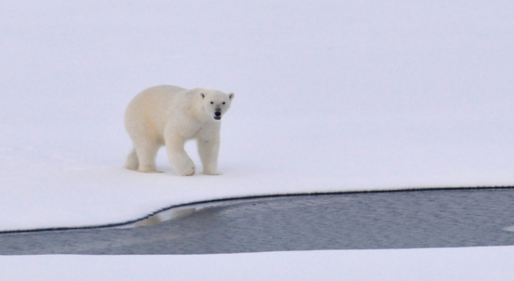 بالفيديو: التقاط لحظة اصطياد "الدب القطبي" لحيوان الرنة لأول مرة