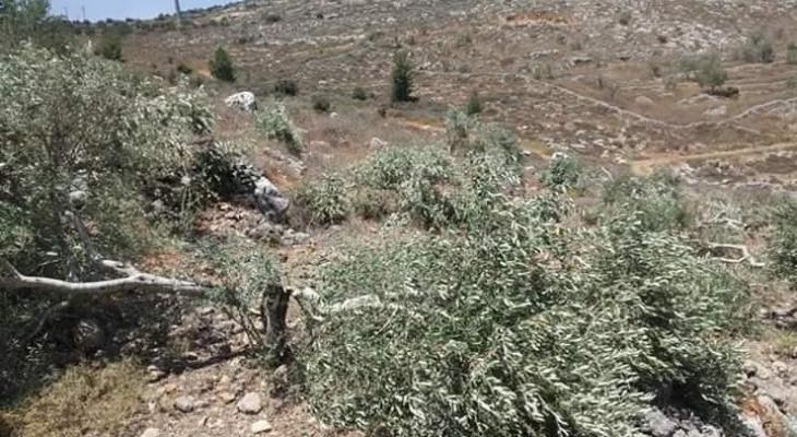 مستوطنون يقطعون عشرات أشجار الزيتون في نابلس