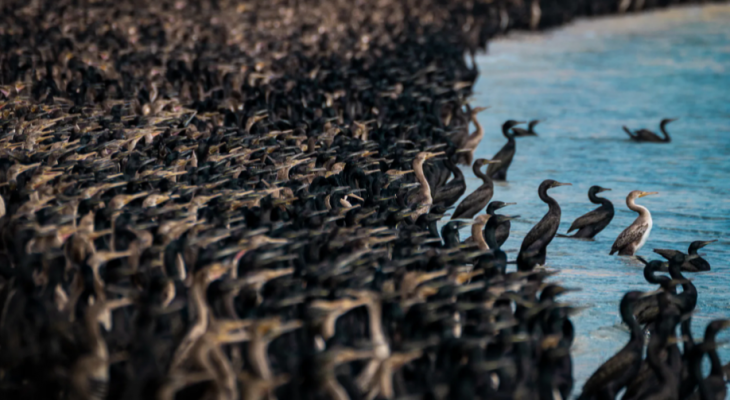 لقطات مذهلة لأسراب طيور تغزو أحد شواطئ سلطنة عمان