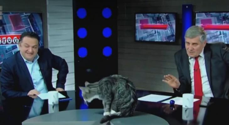 بالفيديو: قطة تتدخل في بث برنامج تلفزيوني في جورجيا