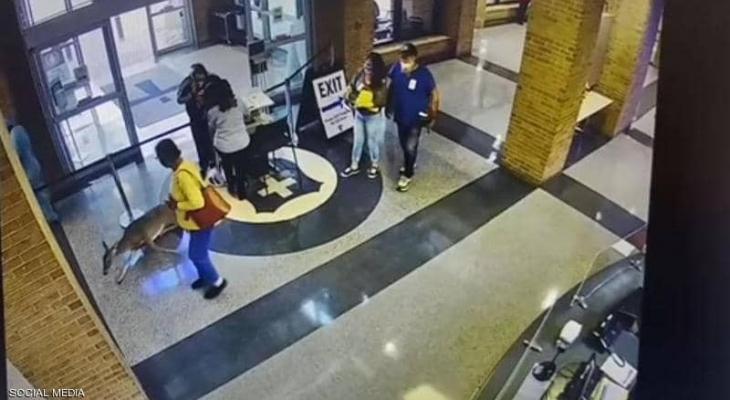 بالفيديو: غزال شارد يقتحم مستشفى في لويزيانا