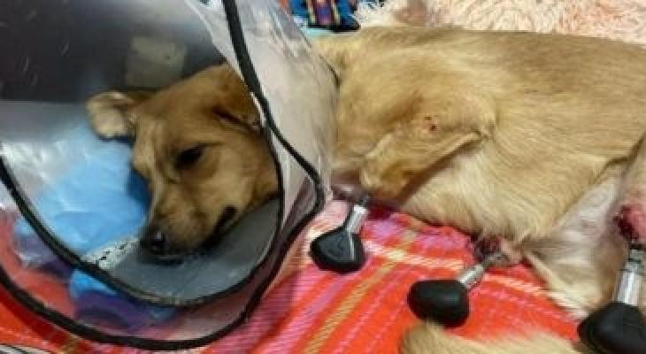 أطباء روس يزرعون أطرافًا صناعية لكلبة فقدت أقدامها بسبب الصقيع