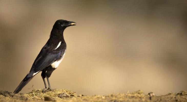 السعودية: 100 ألف ريال غرامة صيد أحد الطيور النادرة