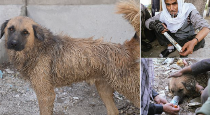 أفغانستان: كلاب الشوارع تدمن الهيروين JcsWc