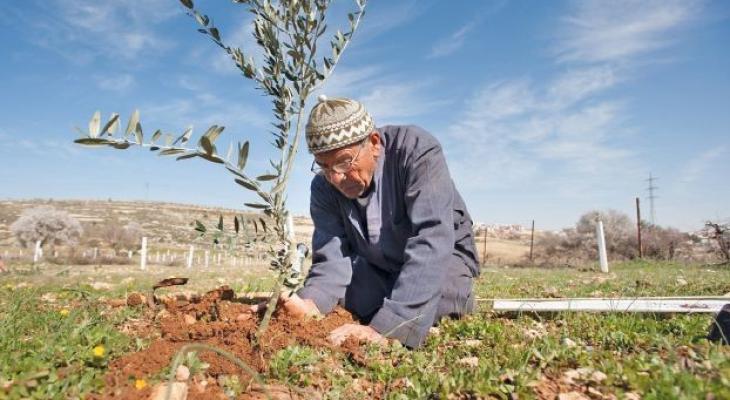 نابلس: زراعة أكثر من 300 شجرة بمناسبة يوم الشجرة