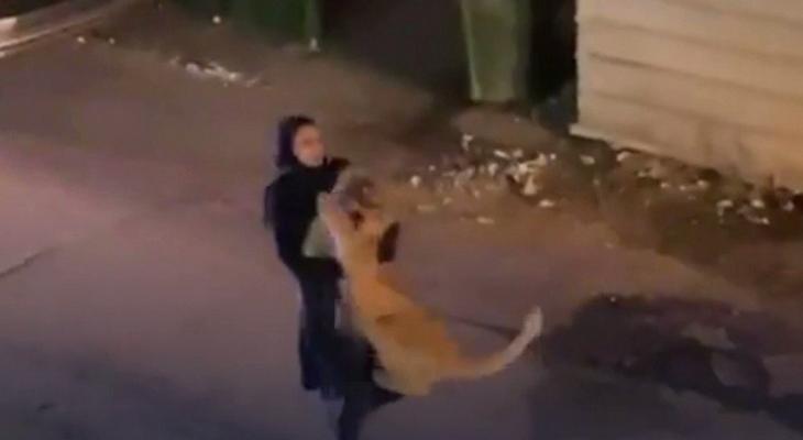 فيديو.. فتاة تلقي القبض على شبل أسد ضخم هارب في أحد أحياء الكويت