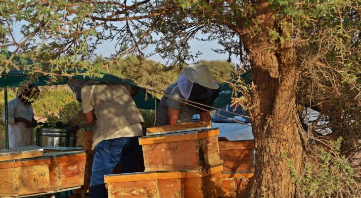 اختفاء بعض طوائف النحل يثير القلق في المغرب