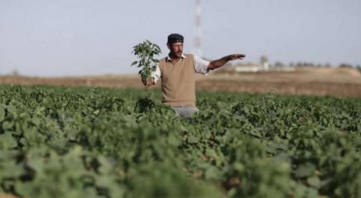زراعة غزة تنشر إرشادات للمزارعين لتجنب أضرار المنخفضات الجوية